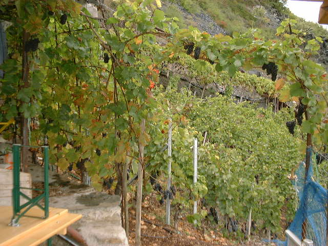 dscf0004.jpg
