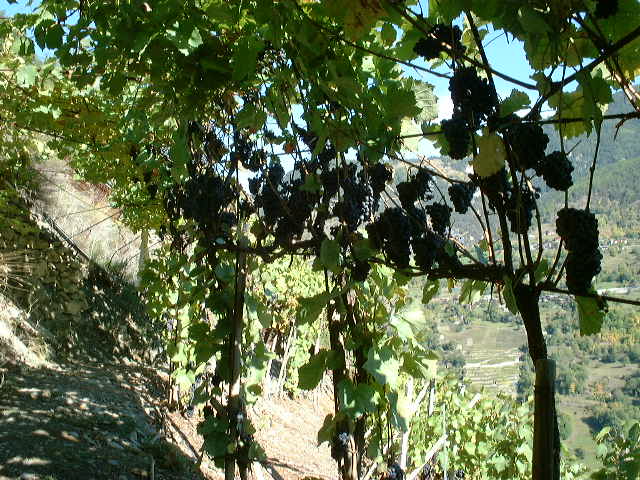dscf0009.jpg