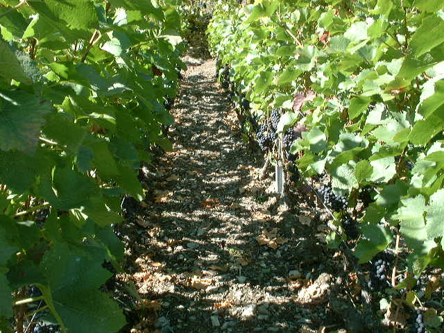 dscf0010.jpg
