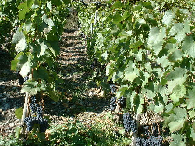 dscf0011.jpg