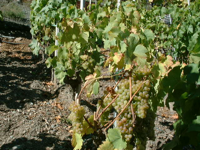 dscf0013.jpg