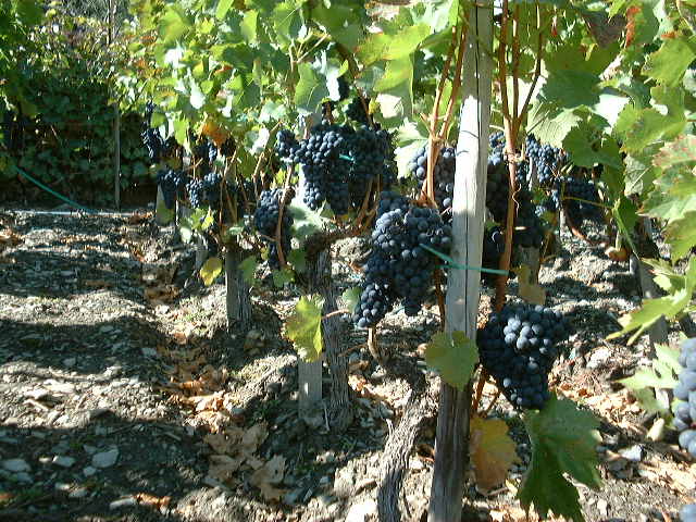 dscf0014.jpg