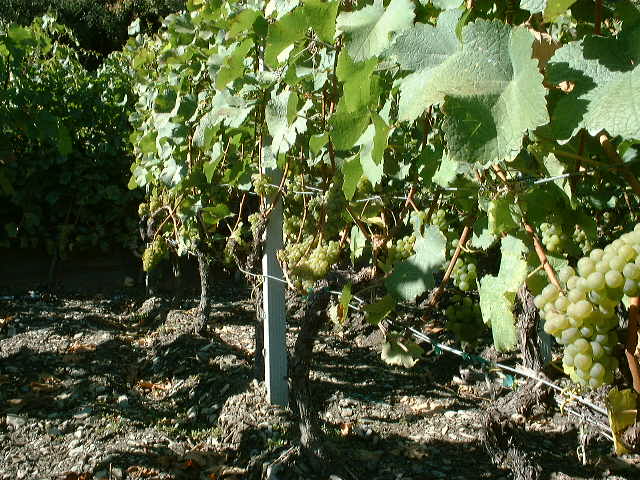 dscf0015.jpg