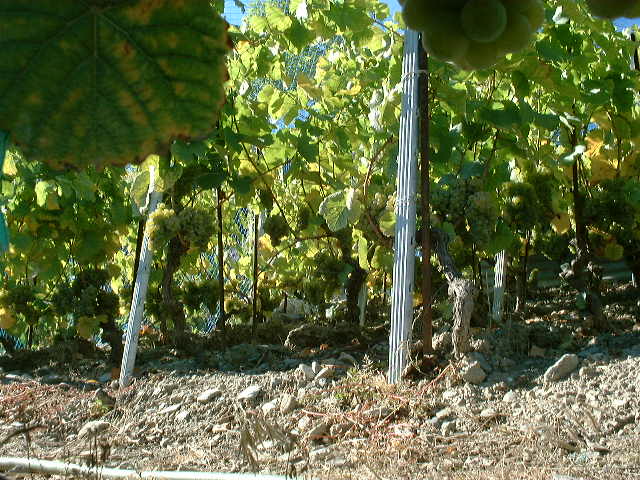 dscf0018.jpg
