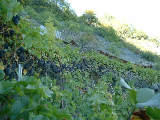 dscf0020.jpg