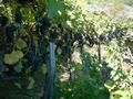 dscf0008.jpg