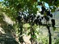 dscf0009.jpg