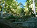 dscf0016.jpg